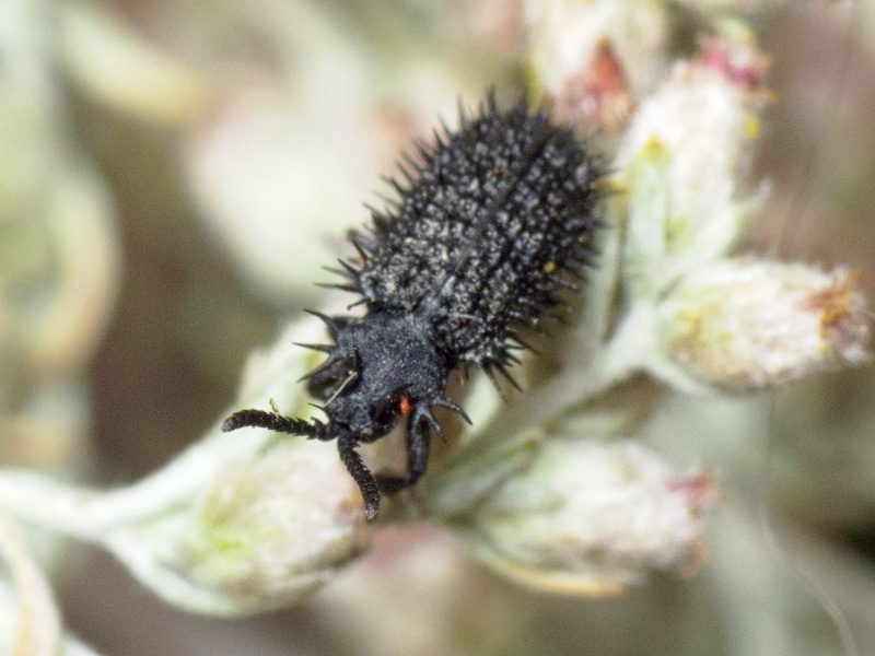 Hispa atra Linnaeus, 1767